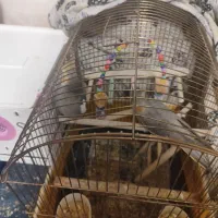 فروش عروس هلندی