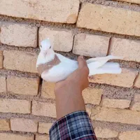 کبوتر
