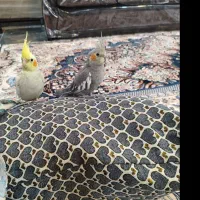 یک جفت عروس هلندی|پرنده|بردسیر, |دیوار