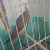 عروس هلندی ماده دستی|پرنده|اشتهارد, |دیوار