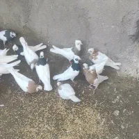 کبوتر طوقی  پرنده|پرنده|اسفرورین, |دیوار