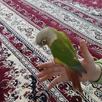 گرینجیک  دستی سخنگو