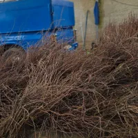 نهال انگور مرغوب|خدمات باغبانی و درختکاری|قزوین, |دیوار