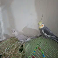 فروس جفت مولد عروس هلندی نژاد عادی ونژاد طوسی