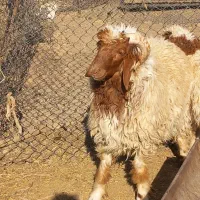 بره قورچ داشتی