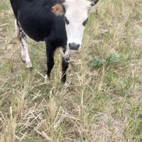لیشه و گودر