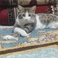 واگذاری گربه|گربه|شیراز, طلاب|دیوار