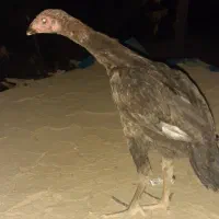 جوجه لاری اصل افغان