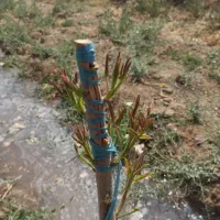 باغ با مجوز دیوار،فنس،سند تکبرگ|فروش دفتر صنعتی، کشاورزی، تجاری|اصفهان, قهاب جنوبی|دیوار