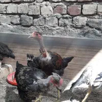 مرغ و خروس گردن لخت|حیوانات مزرعه|قم, آزادگان|دیوار