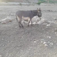 نرخر رمه سه سال درجه یک