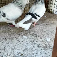 شامی دمسفید نرو ماده
