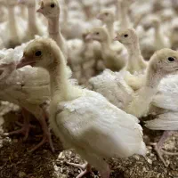 جوجه بوقلمون بیوتی۶|حیوانات مزرعه|مشهد, اسماعیل آباد|دیوار