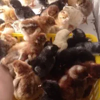 جوجه محلی و برهما ۸ روزه