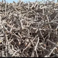 خرید چوب وبرش درختان