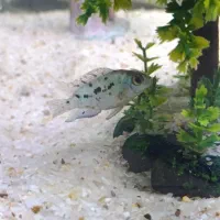 ماهی جک دمپسی|ماهی|ساوه, |دیوار