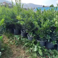 گل یاس و لاوسون و پالم و فینیکس