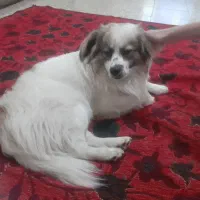 واگذاری سگ‌
