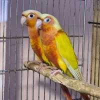 طوطی کانور سرگیلاسی ناندی کاسکو ردچیک نئوفما بورک