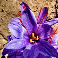 آماده همکاری برای توزیع زعفران در چناران