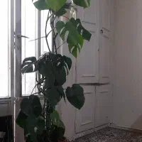 گل آپارتمانی
