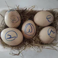 تخم طاووس هندی
