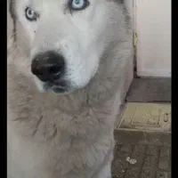 سگ هاسکی نر وماده