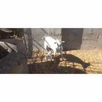 فروش بز دورگ سومال تازه زاییده|حیوانات مزرعه|جناح, |دیوار