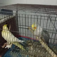 عروس هلندی|پرنده|الوند, |دیوار