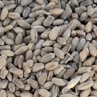 بزر گندم بوجاری نشده بزر درجه یک به مقدار ۱۰ تن