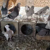 کبوتر پرشی|پرنده|بلداجی, |دیوار