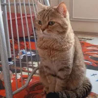 گربه نژاددار باقیمت باورنکردنی