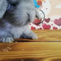 مینی لوپ|موش و خرگوش|کرج, کوی امامیه|دیوار