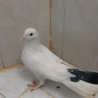 کبوتر|پرنده|مشهد, مشکینی (شهرک غرب)|دیوار