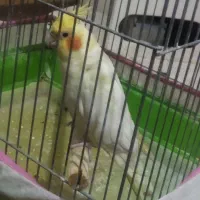 عروس نر وماده|پرنده|کاشان, شهرک خاتم الانبیا (مسکن ملی کاشان)|دیوار