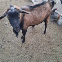 نری الپاین|حیوانات مزرعه|سیرجان, |دیوار