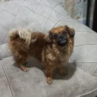 سگ دورگ پیکنز