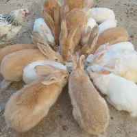 فروش خرگوش خانگی سالم و سر حال