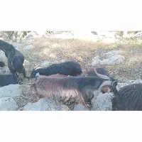 بز  و تیربز و بزغاله وچپش نر
