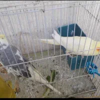 جفت عروس هلندی