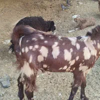 بز نر پلنگی|حیوانات مزرعه|باوی, |دیوار