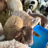 بز بره نر ماده در سطح تهران گوسفند|حیوانات مزرعه|کرج, عظیمیه|دیوار