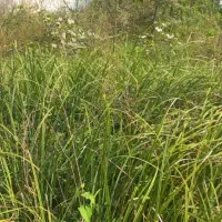 زمین|فروش زمین و ملک کلنگی|رشت, آب آسیاب|دیوار