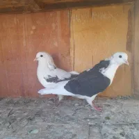 ۵۰ تا کفتر یجایی|پرنده|شهریار, شهریار|دیوار