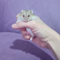 همستر با مزه