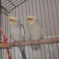 یک جفت عروس هلندی