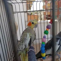 عروس هلندی|پرنده|محمدشهر, شهرک پیام (مهرالبرز)|دیوار