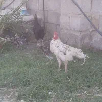 خروس
