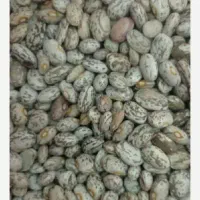لوبیا ارتشی و لوبیا چیتی معمولی
