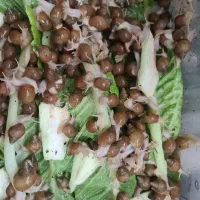 حلزون آپارتمانی|خزنده|خمین, |دیوار